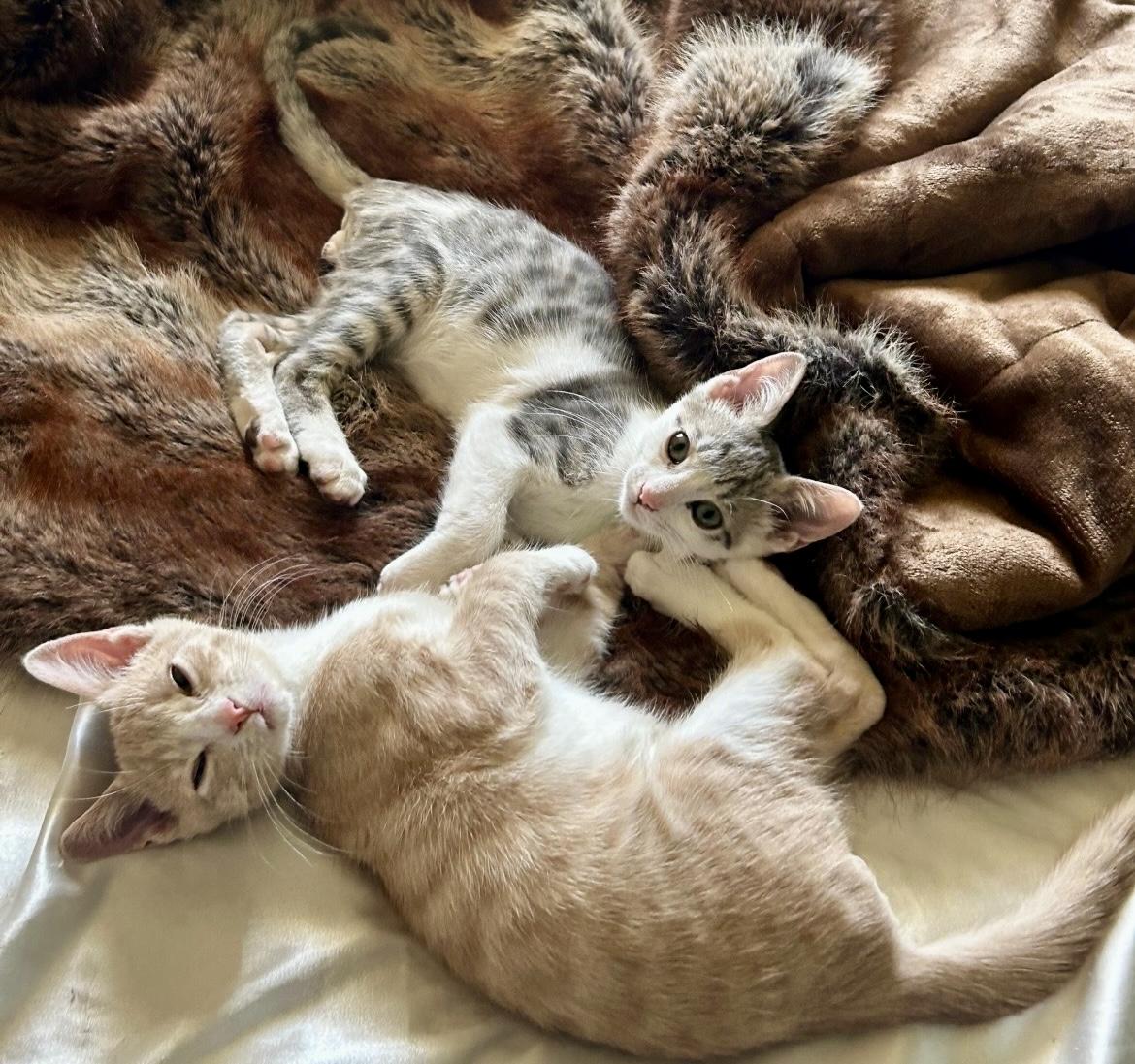 Sandy & Maple - BONDED PAIR , ADOPTABLE, Young Male Domestic Short Hair.