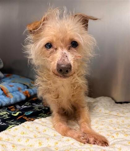 Enlarge Mylo, a Adoptable mixed breed in Seattle, WA image 1/2