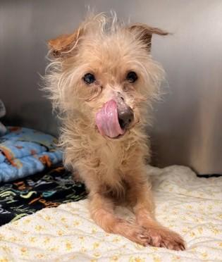 Enlarge Mylo, a Adoptable mixed breed in Seattle, WA image 2/2
