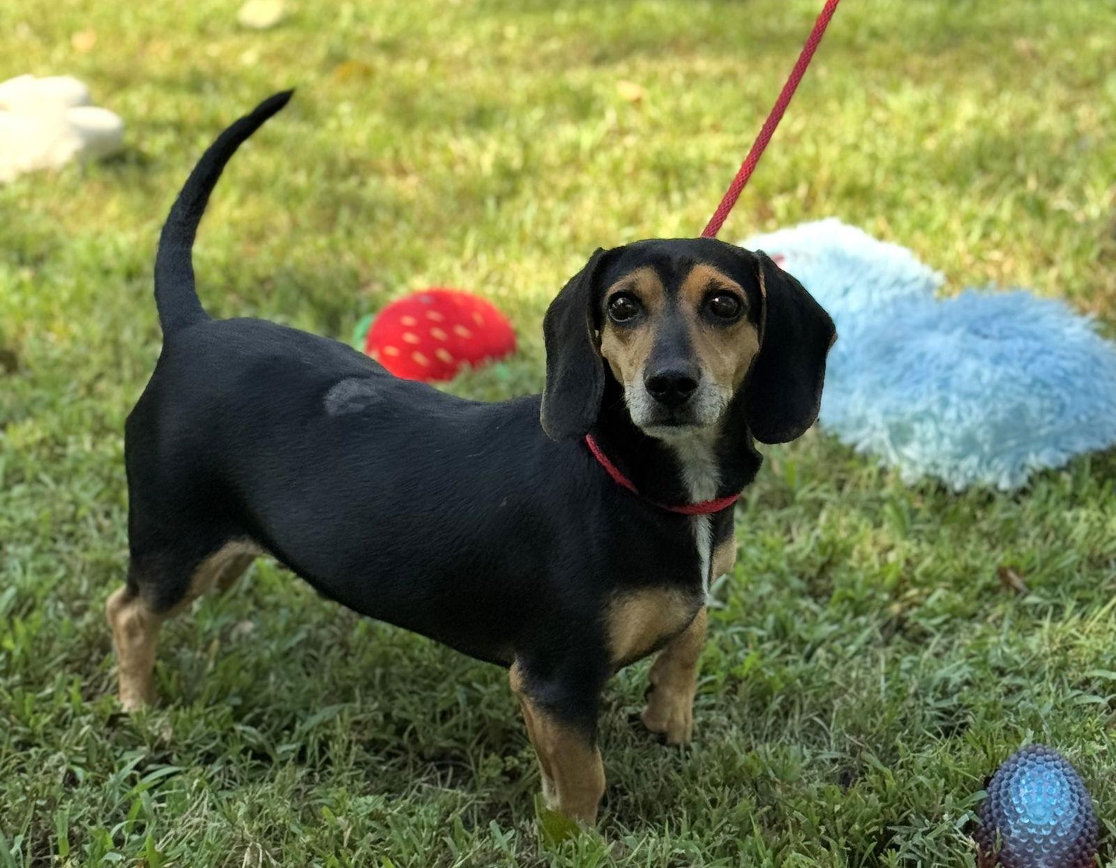 HOMER AND MARGE, a Adoptable mixed breed in Hagerstown, MD image 2/3