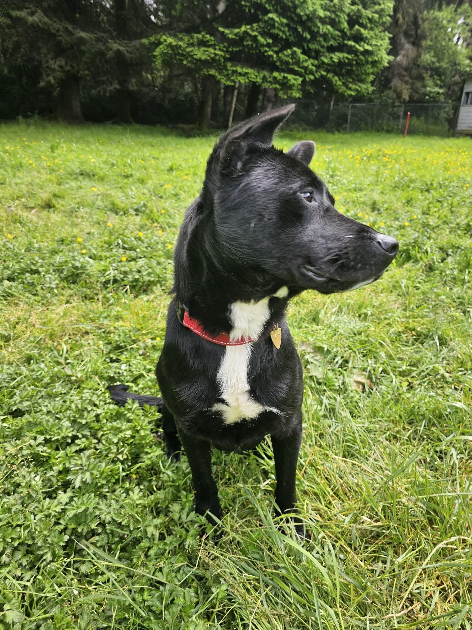 Knox, a ADOPTABLE mixed breed in Crescent city, CA image 5/6