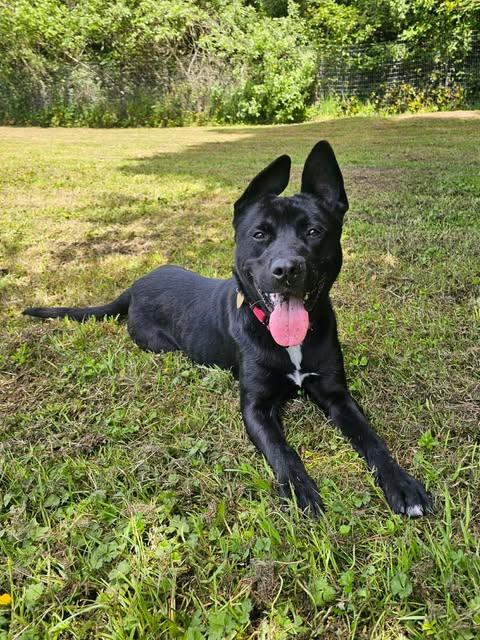 Knox, a ADOPTABLE mixed breed in Crescent city, CA image 3/6