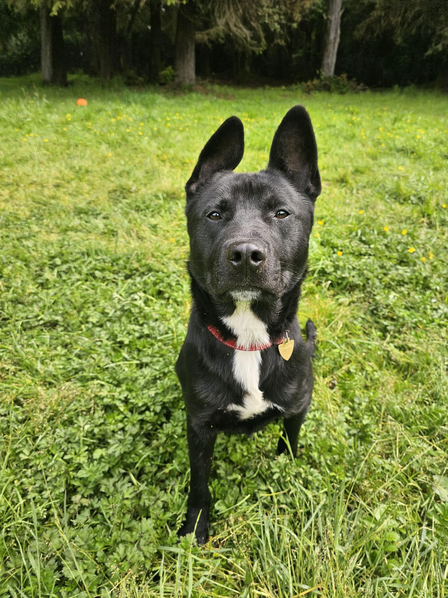 Knox, a ADOPTABLE mixed breed in Crescent city, CA image 2/6
