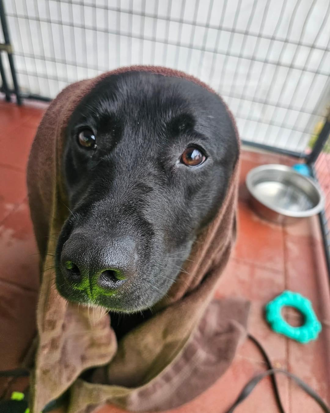 Knox, a ADOPTABLE mixed breed in Crescent city, CA image 6/6