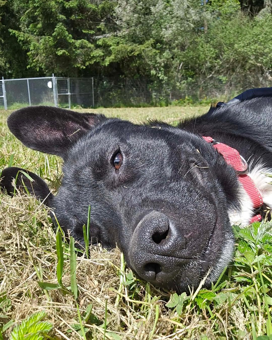 Knox, a ADOPTABLE mixed breed in Crescent city, CA image 4/6