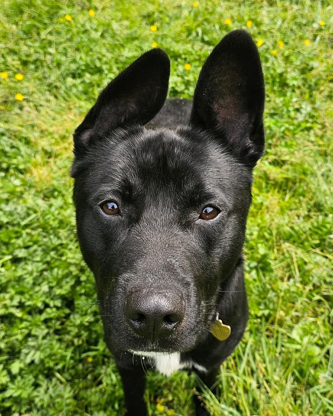 Knox, ADOPTABLE, Young Male Pit Bull Terrier & Labrador Retriever.