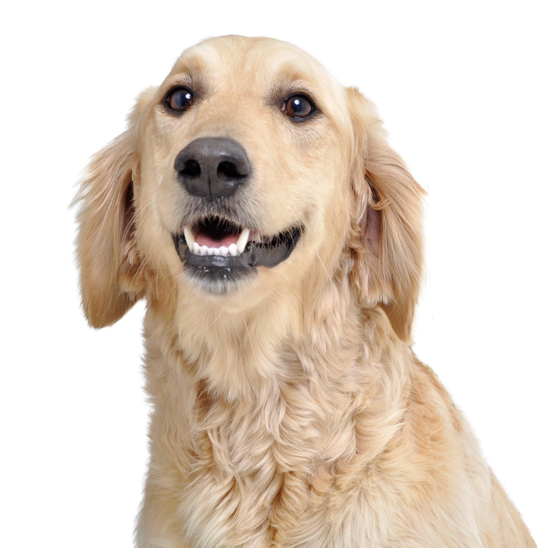 Maybelline, ADOPTABLE, Adult Female Golden Retriever & Goldendoodle.