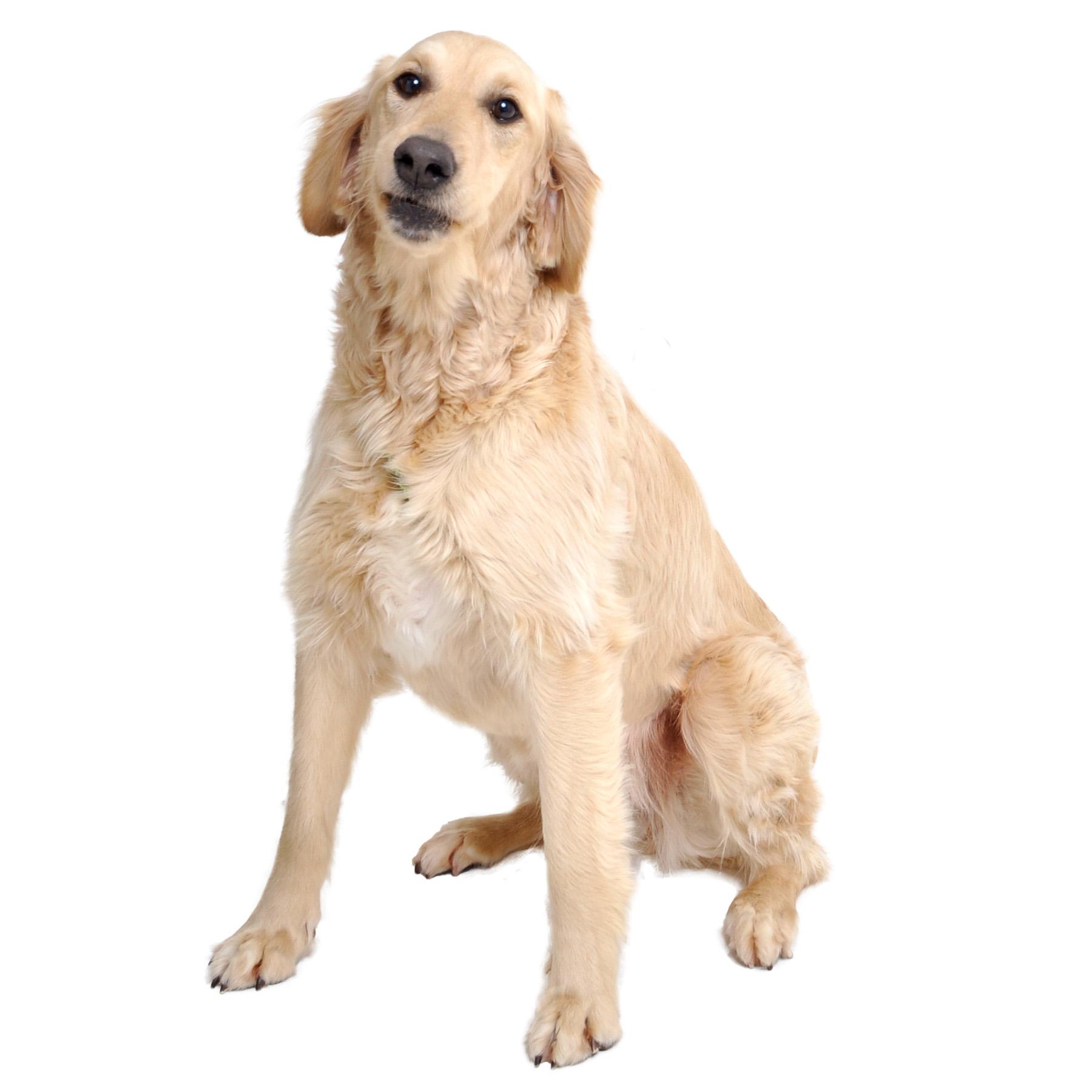 Enlarge Maybelline, a ADOPTABLE mixed breed in Friendsville, TN image 2/2