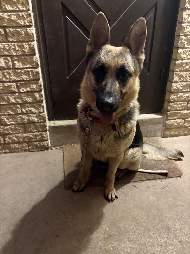 Monica, a Adoptable German Shepherd Dog in Suamico, WI image 1/4