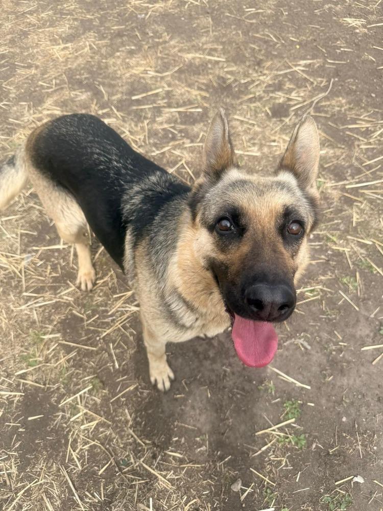 Enlarge Monica, a Adoptable German Shepherd Dog in Suamico, WI image 1/2