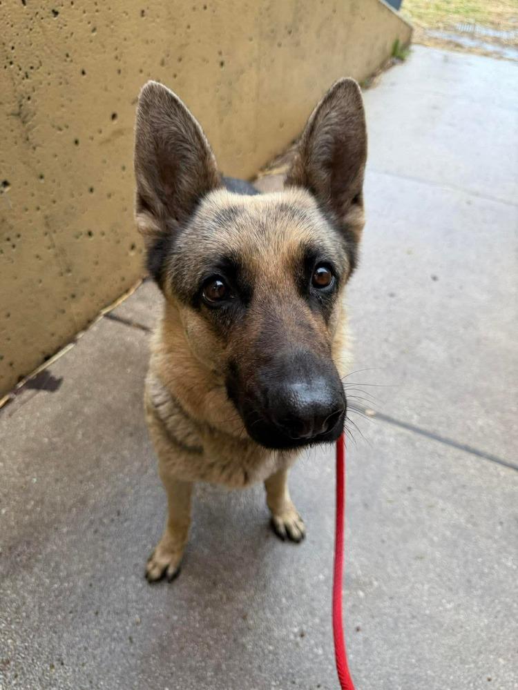 Enlarge Monica, a Adoptable German Shepherd Dog in Suamico, WI image 2/2
