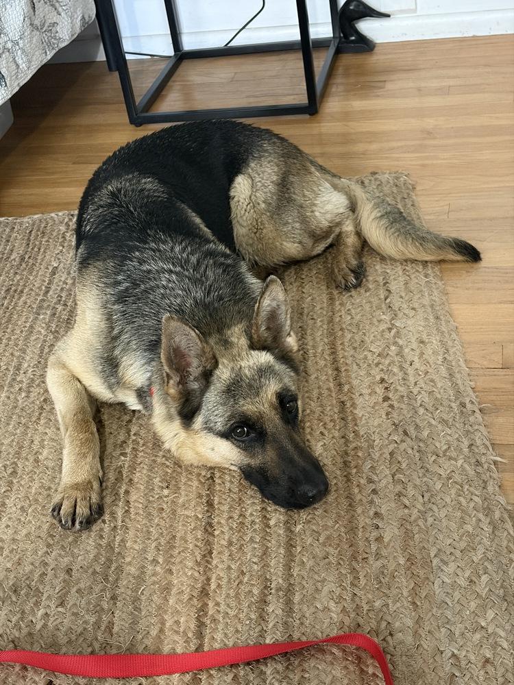 Monica, a Adoptable German Shepherd Dog in Suamico, WI image 4/4