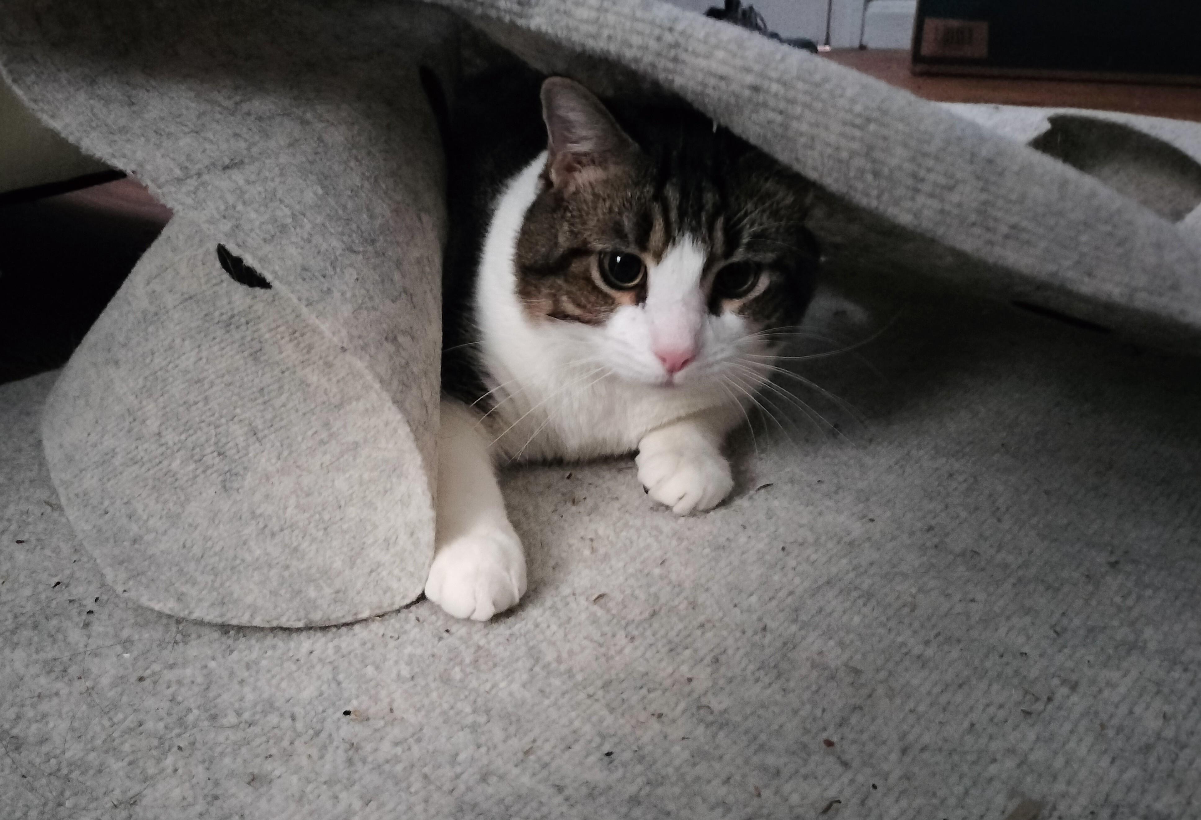 Frankie, Adult Male Domestic Short Hair