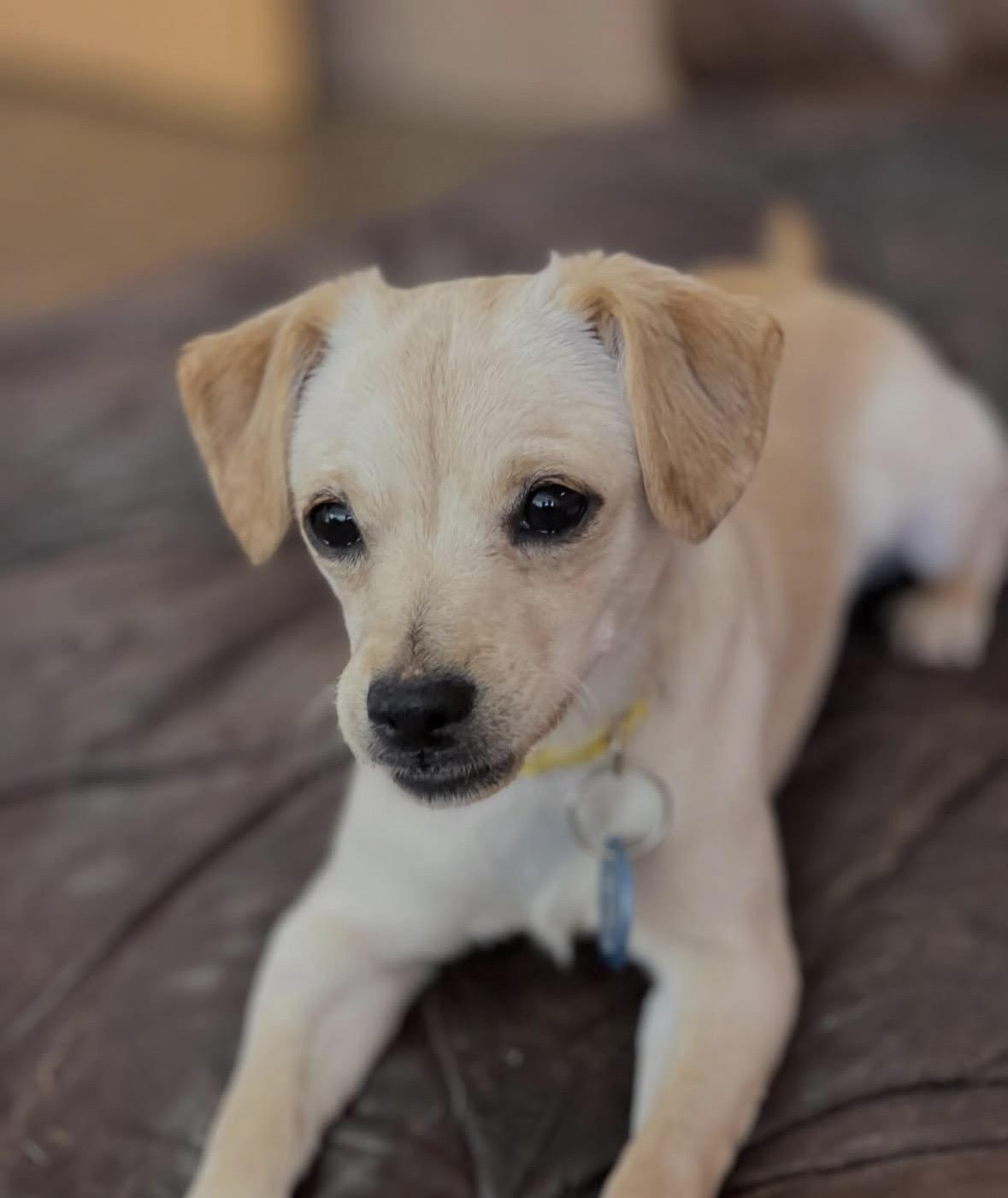 Enlarge Muñeca, a ADOPTABLE mixed breed in Pasadena, CA image 4/6
