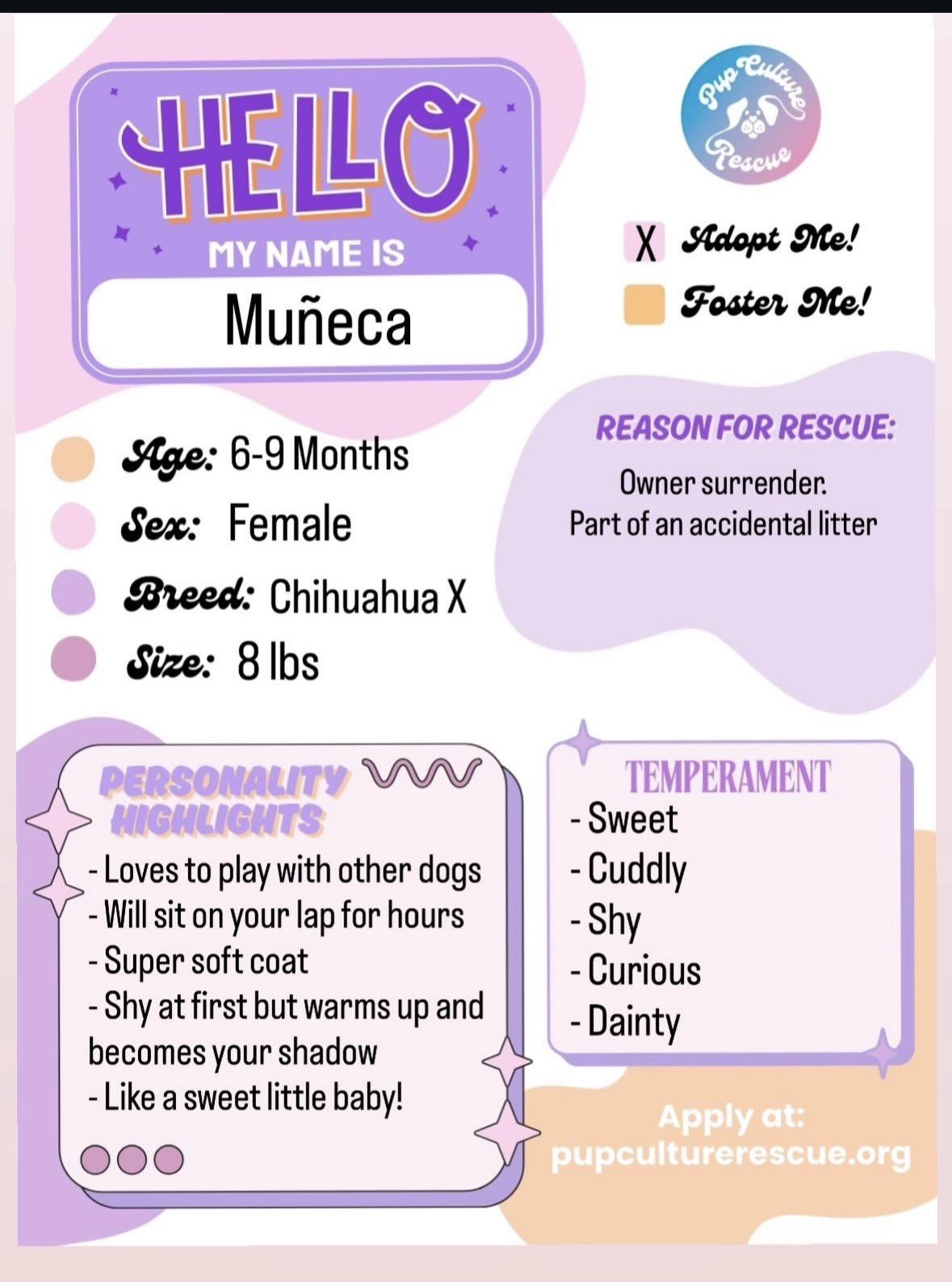 Enlarge Muñeca, a ADOPTABLE mixed breed in Pasadena, CA image 2/6