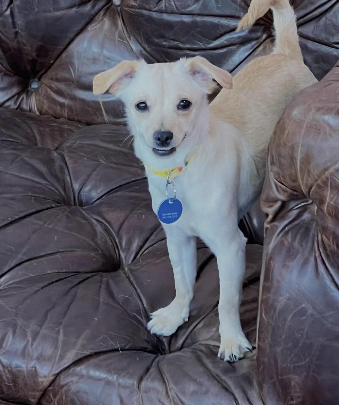 Enlarge Muñeca, a ADOPTABLE mixed breed in Pasadena, CA image 5/6