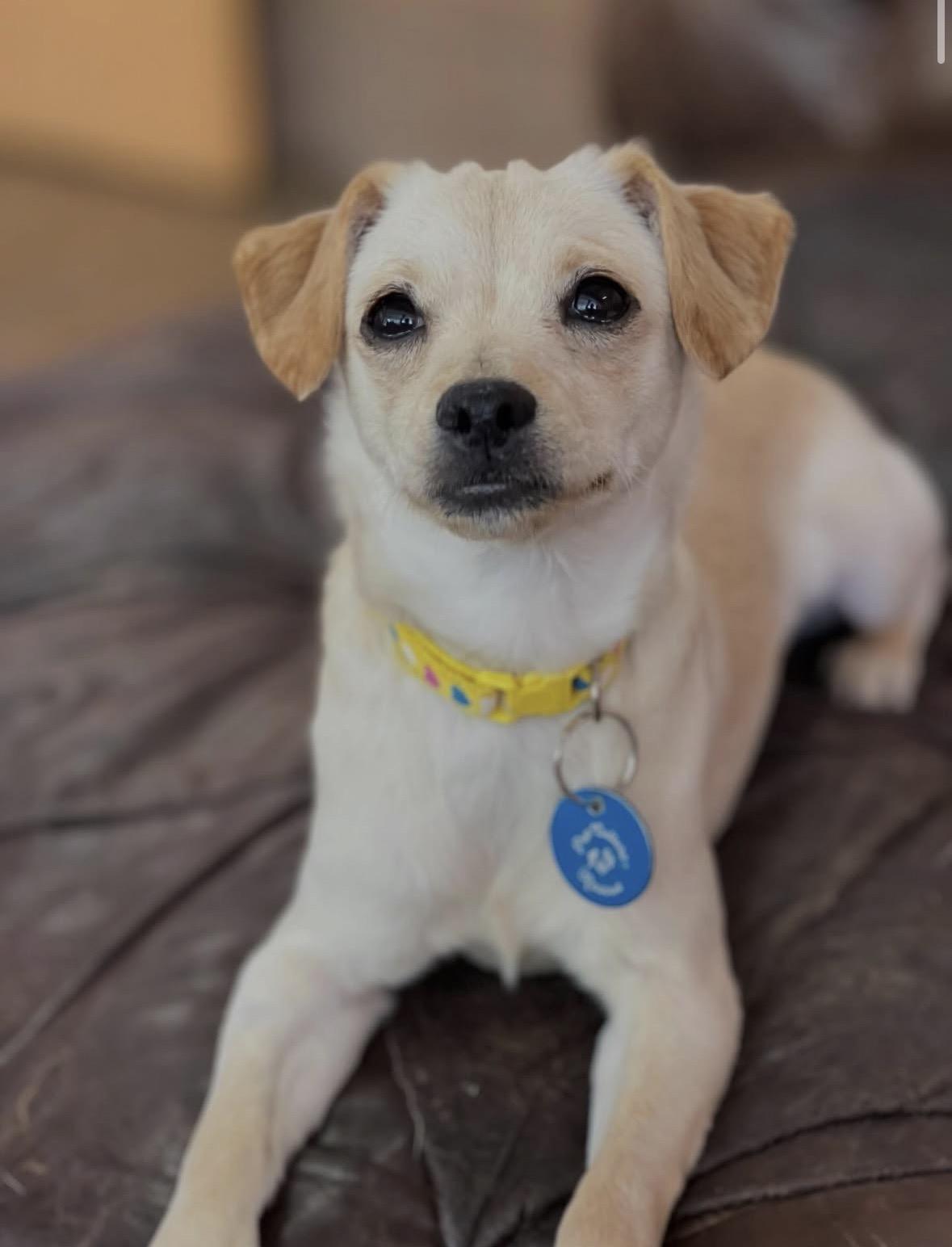 Enlarge Muñeca, a ADOPTABLE mixed breed in Pasadena, CA image 3/6