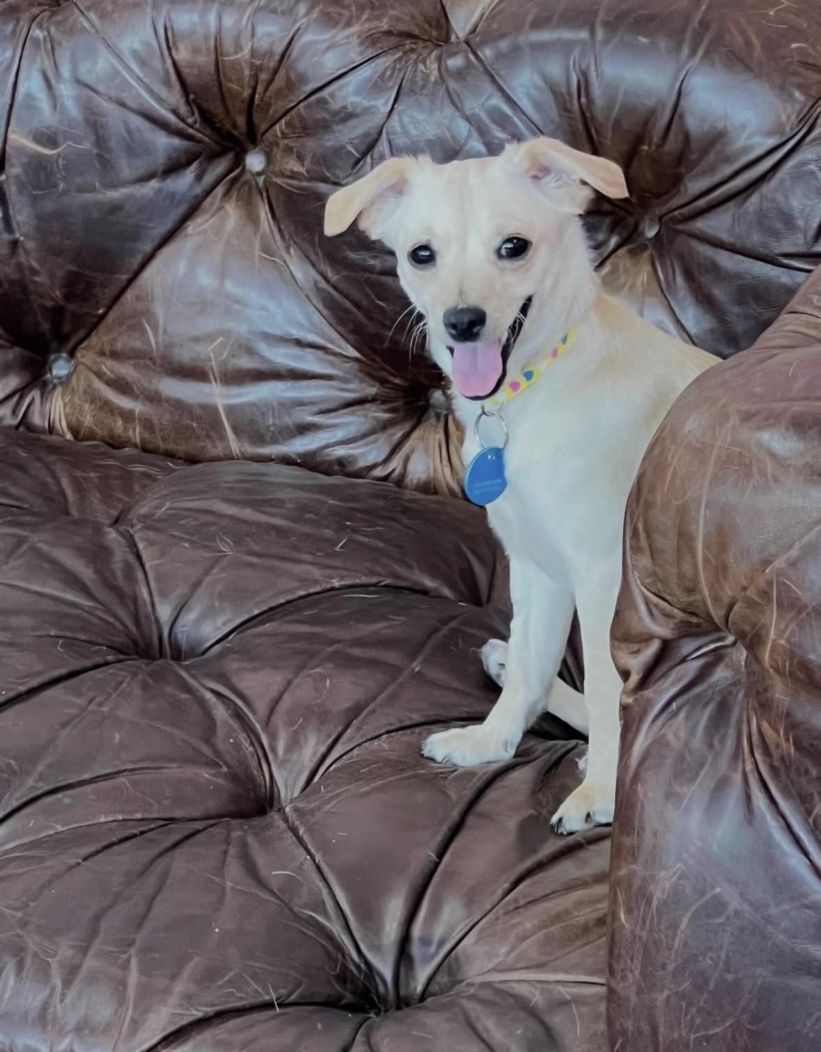 Enlarge Muñeca, a ADOPTABLE mixed breed in Pasadena, CA image 6/6