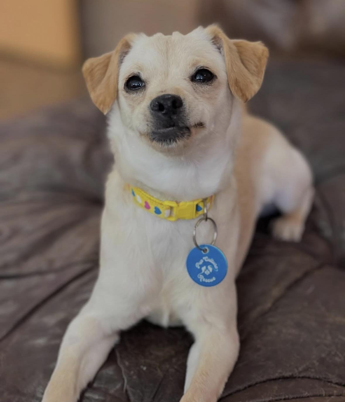 Muñeca, ADOPTABLE, Young Female Chihuahua.