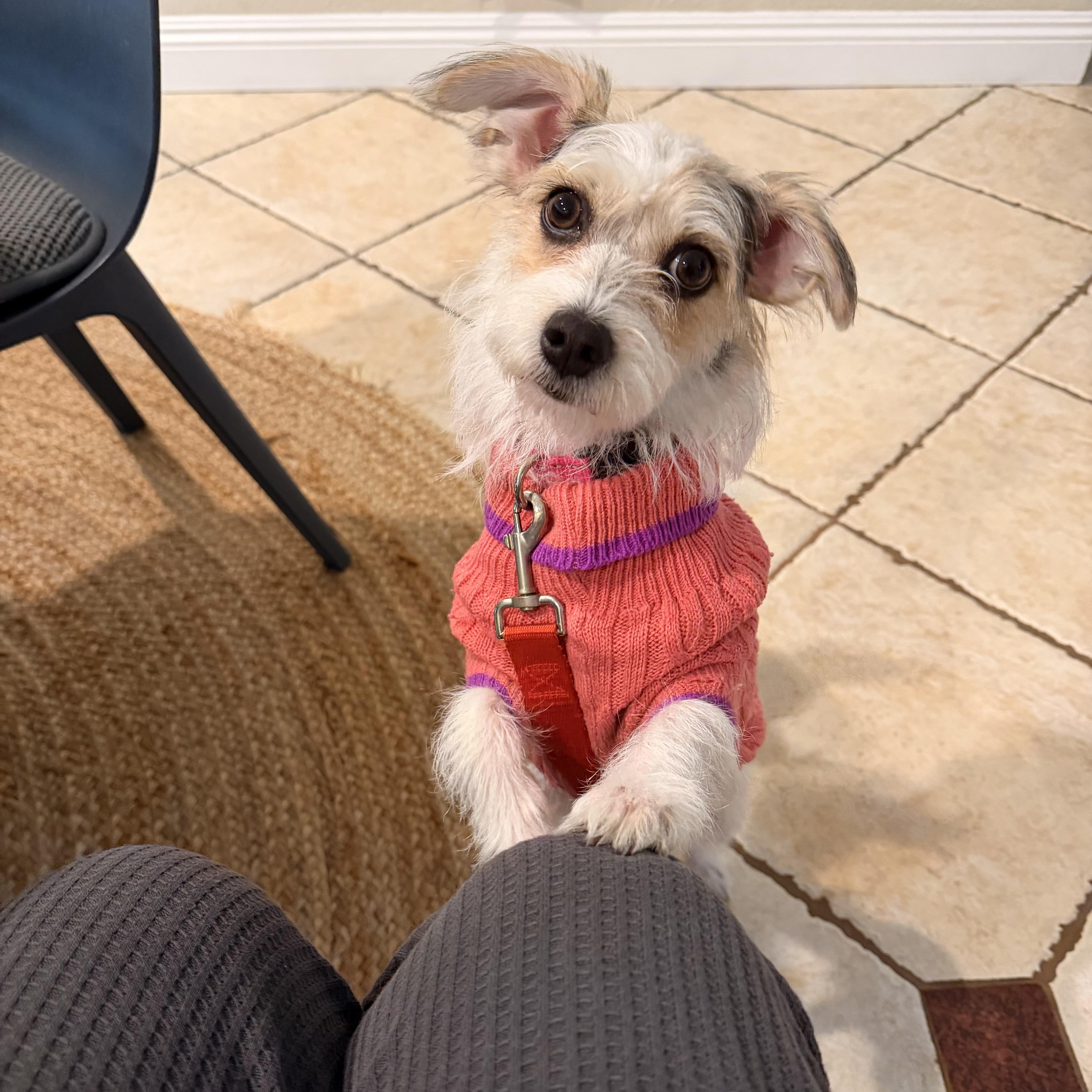 Tofu, adopted, Young Female Terrier.