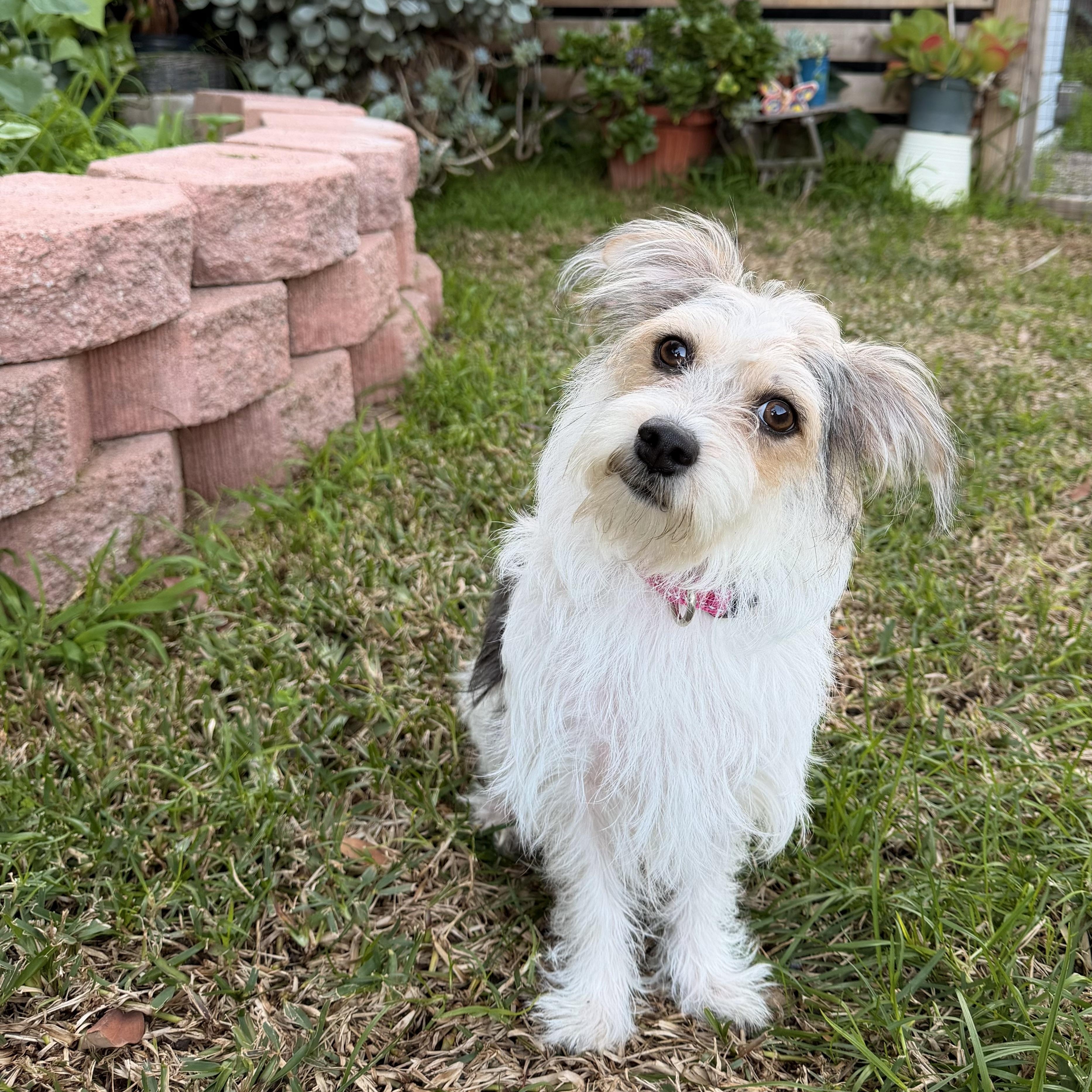 Enlarge Tofu, a ADOPTABLE mixed breed in Diamond Bar, CA image 1/6