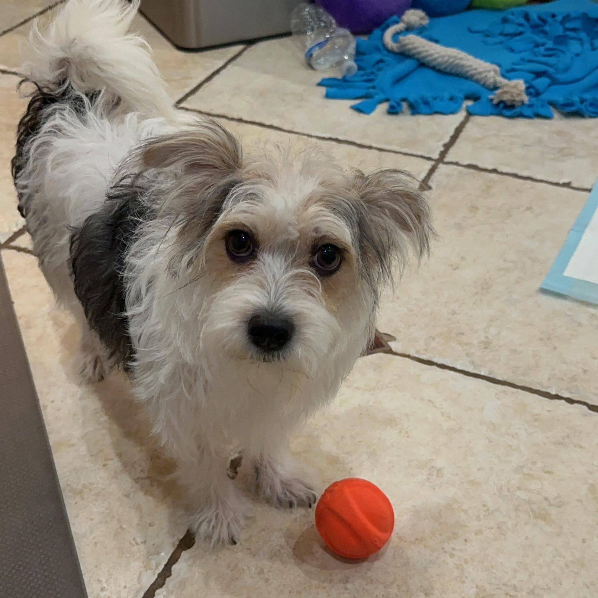 Enlarge Tofu, a ADOPTABLE mixed breed in Diamond Bar, CA image 3/6
