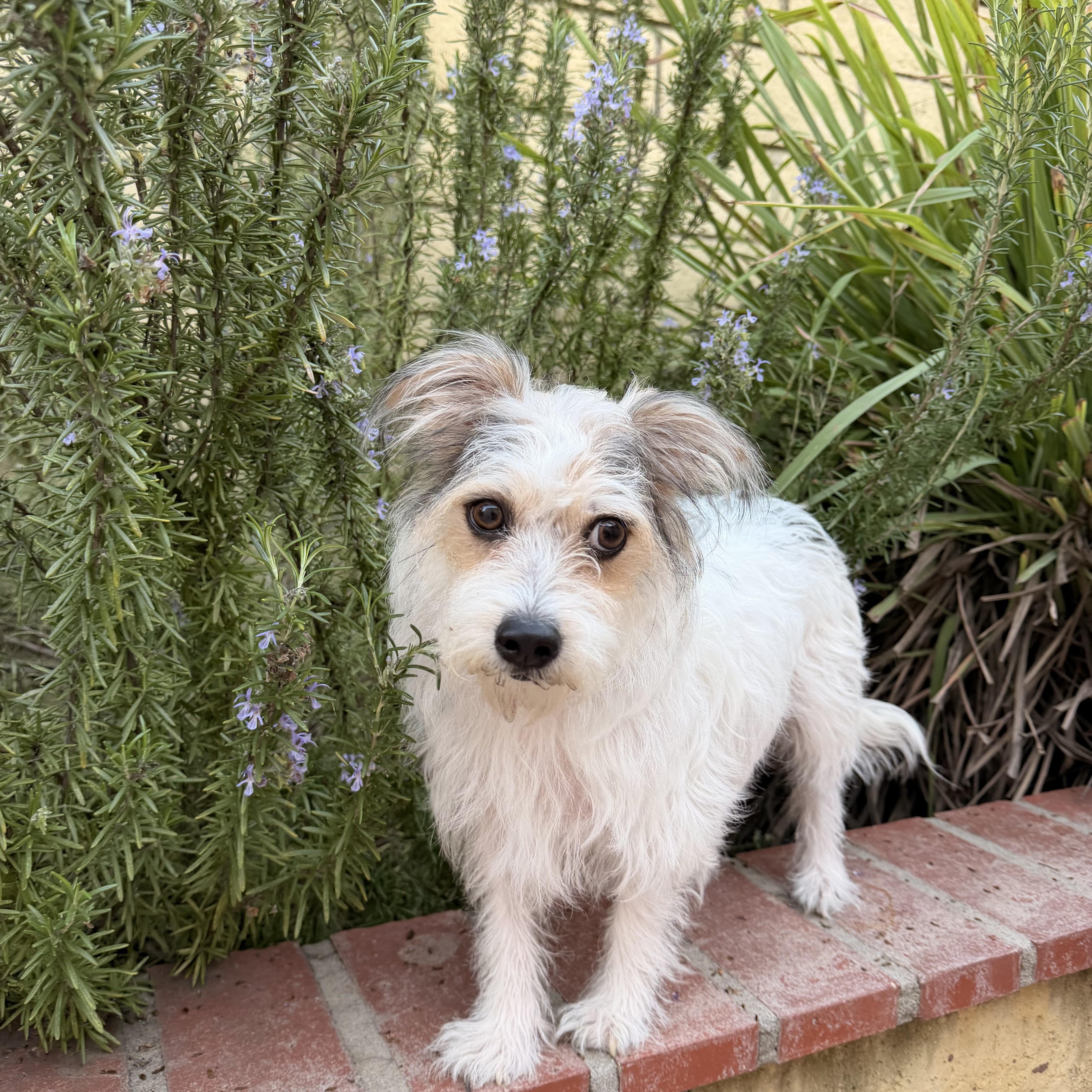 Enlarge Tofu, a ADOPTABLE mixed breed in Diamond Bar, CA image 2/6