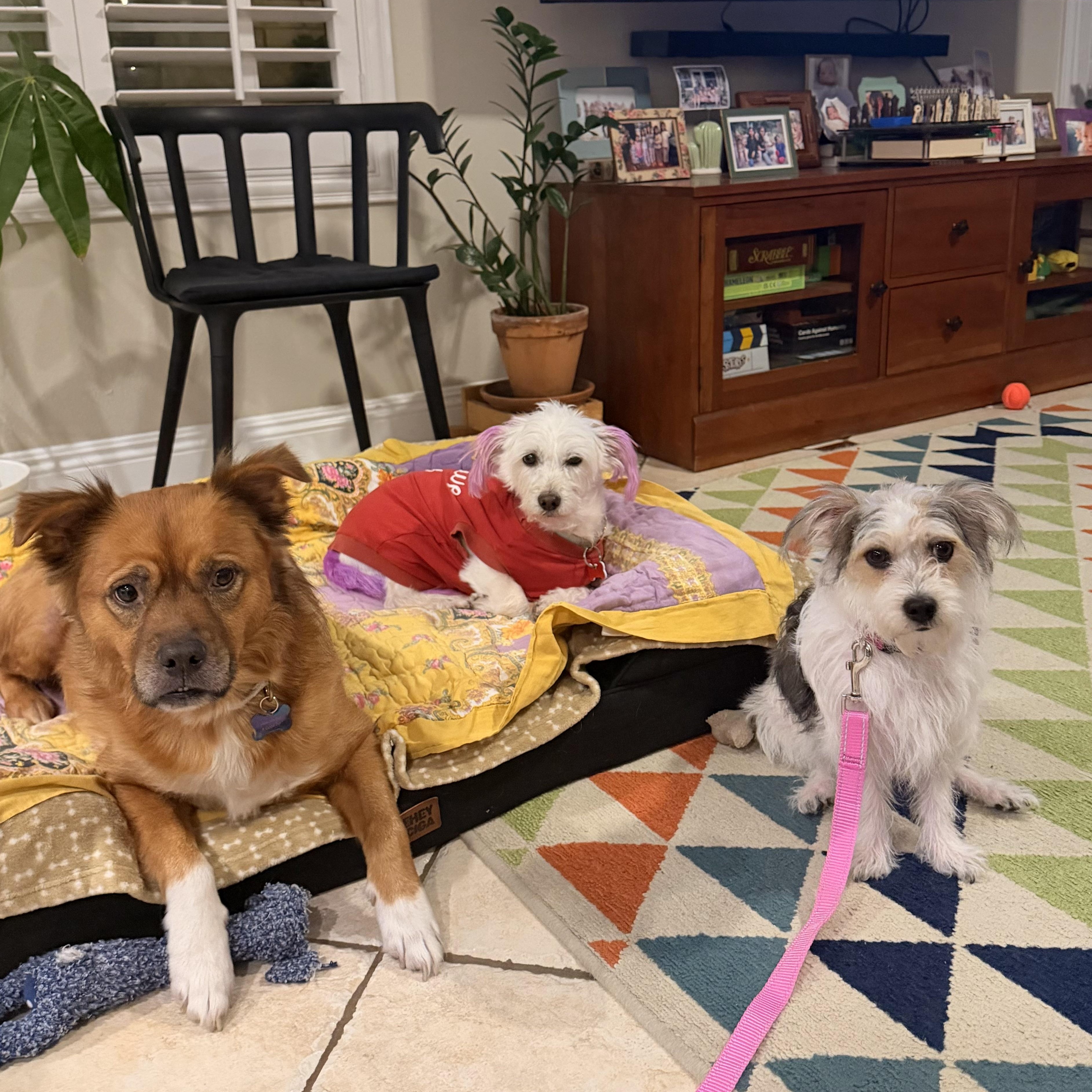 Enlarge Tofu, a ADOPTABLE mixed breed in Diamond Bar, CA image 5/6