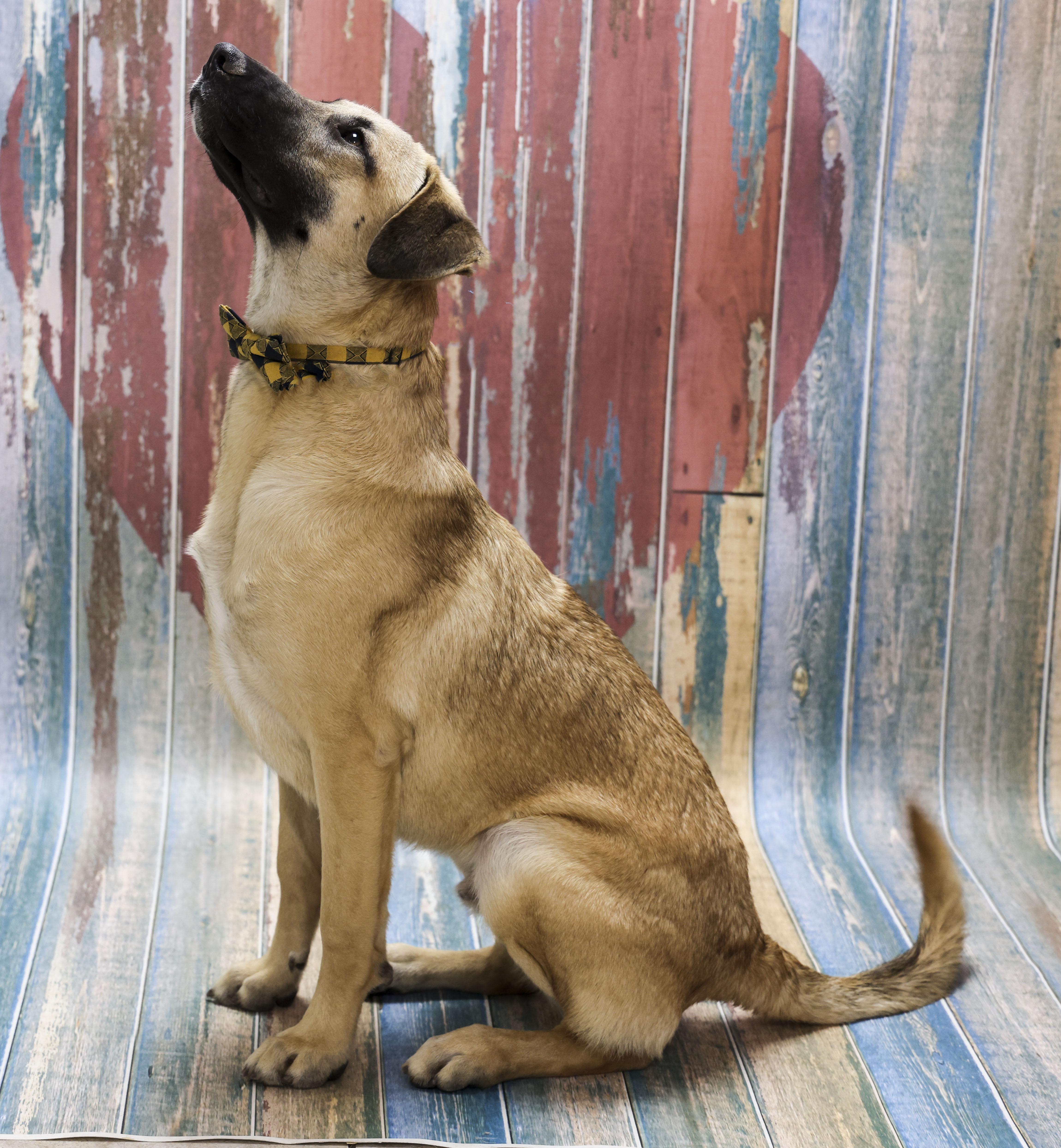 Enlarge Remo, a Adoptable mixed breed in Casa Grande, AZ image 4/5