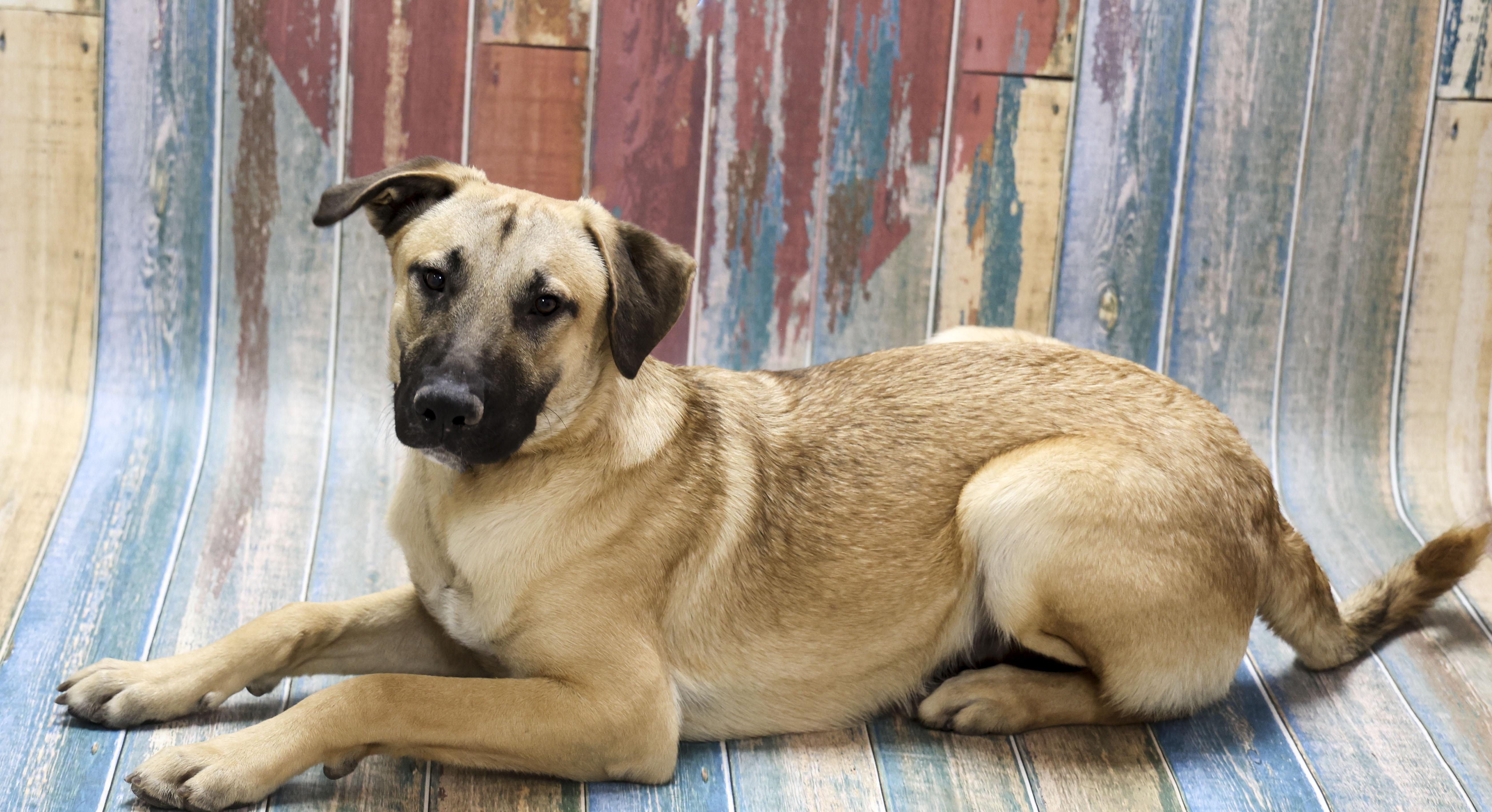 Enlarge Remo, a Adoptable mixed breed in Casa Grande, AZ image 3/5