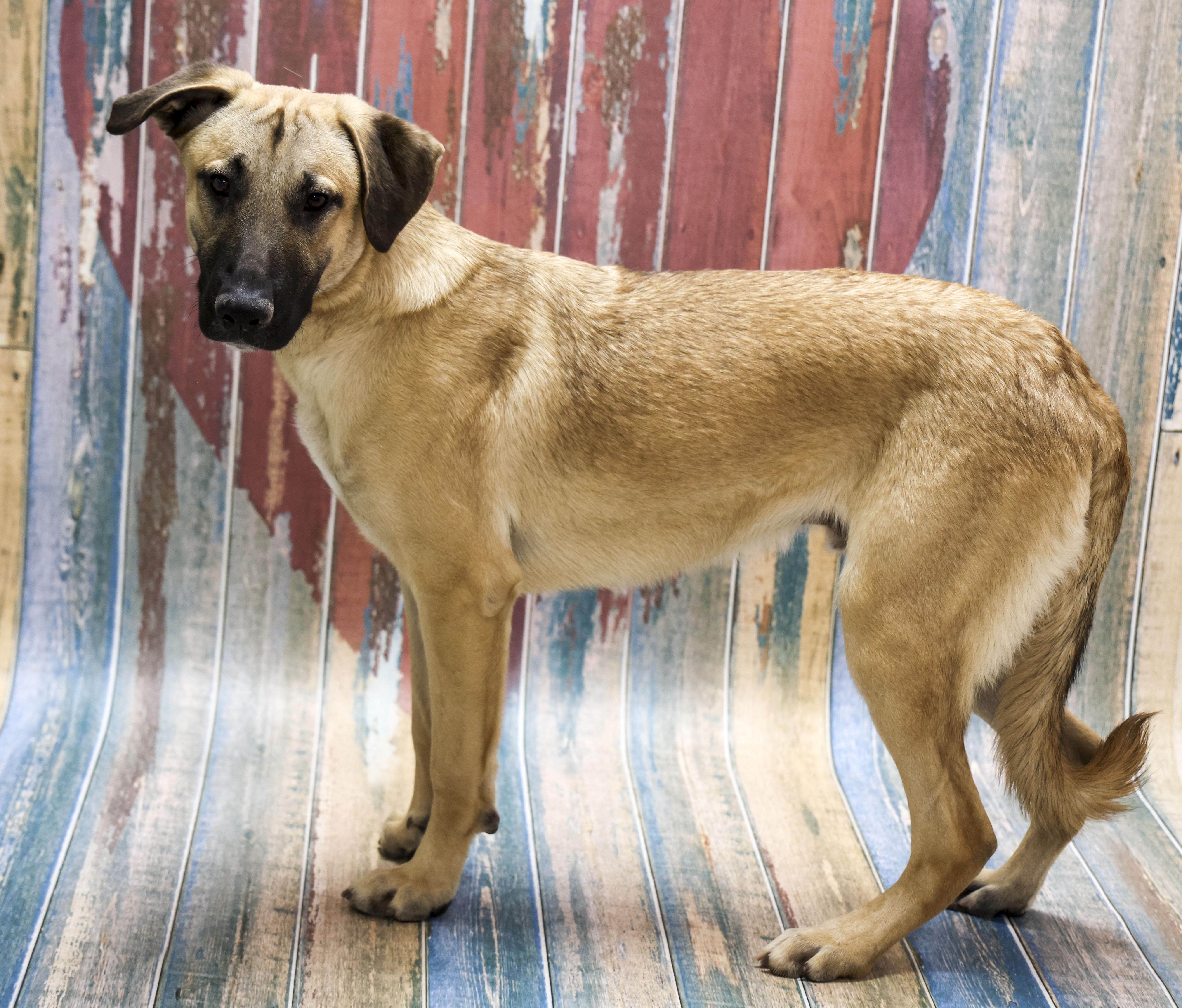 Enlarge Remo, a Adoptable mixed breed in Casa Grande, AZ image 5/5