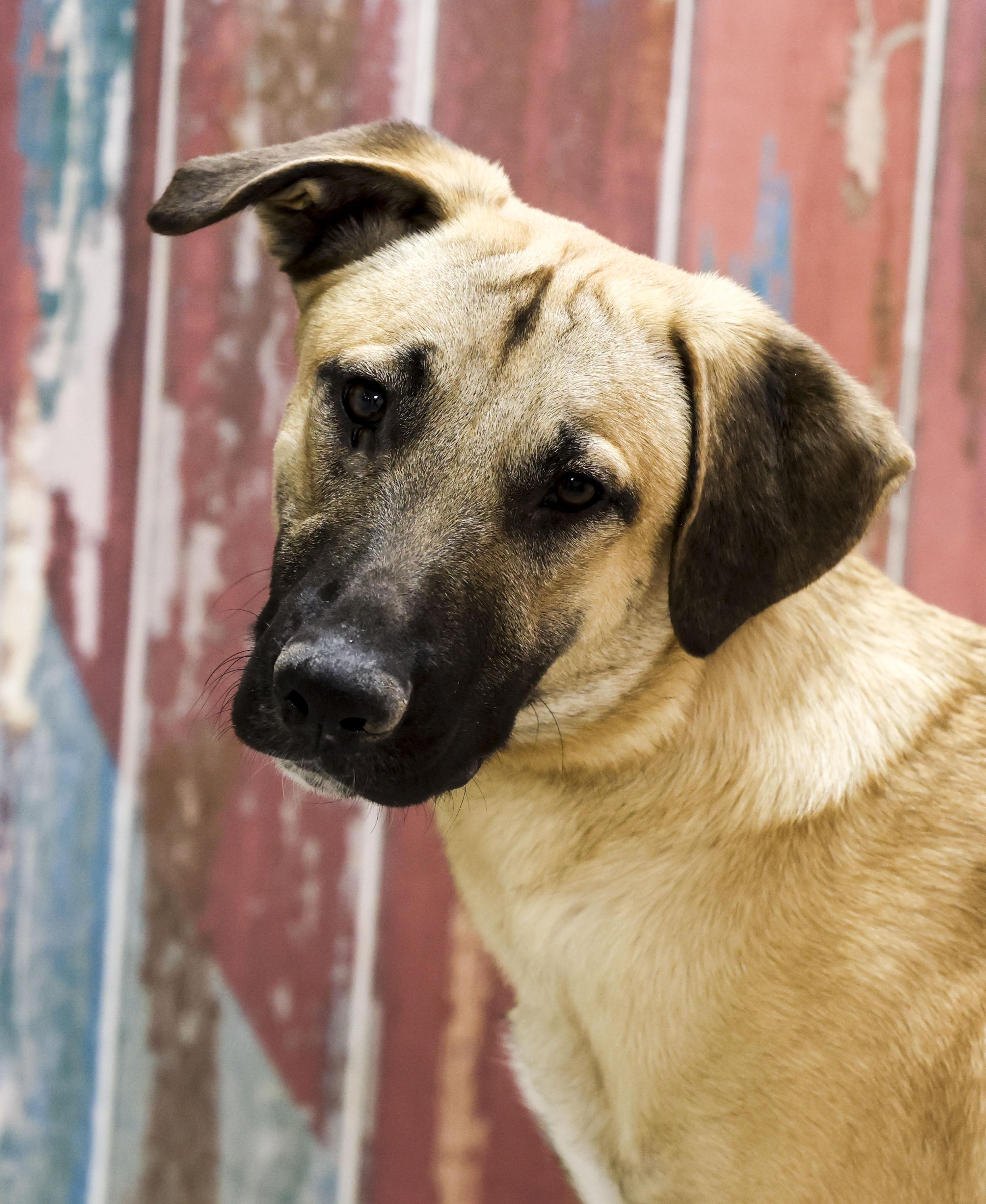 Enlarge Remo, a Adoptable mixed breed in Casa Grande, AZ image 1/5