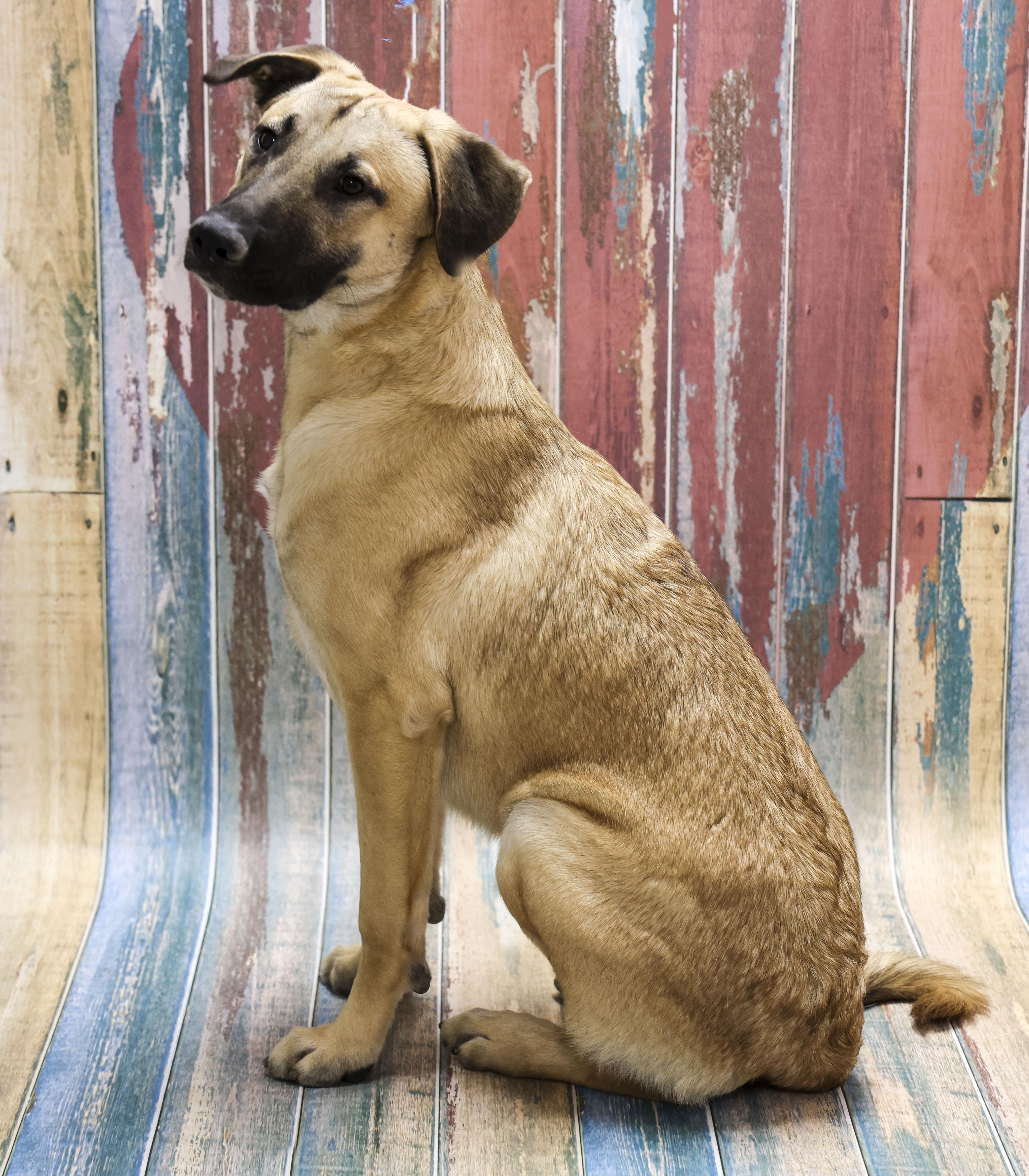 Enlarge Remo, a Adoptable mixed breed in Casa Grande, AZ image 2/5
