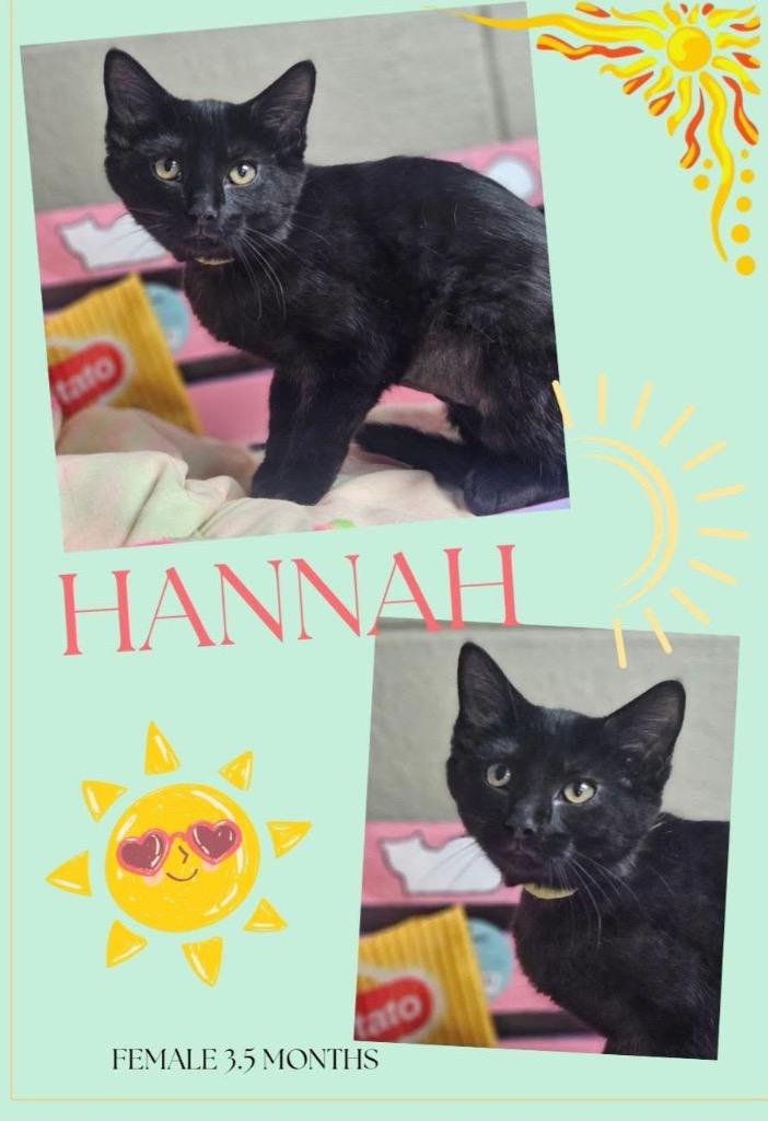 Enlarge Hannah, a Adoptable mixed breed in Blountville, TN image 1/1