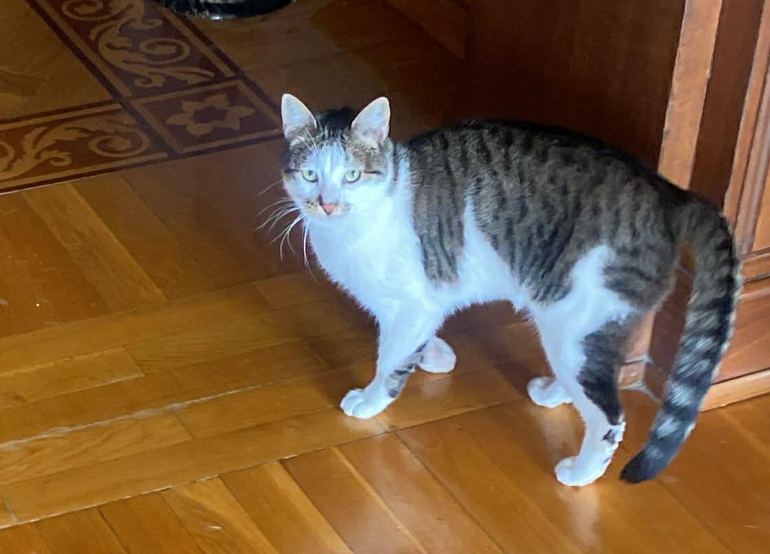 Biscuit C, Adoptable, Adult Male Egyptian Mau.
