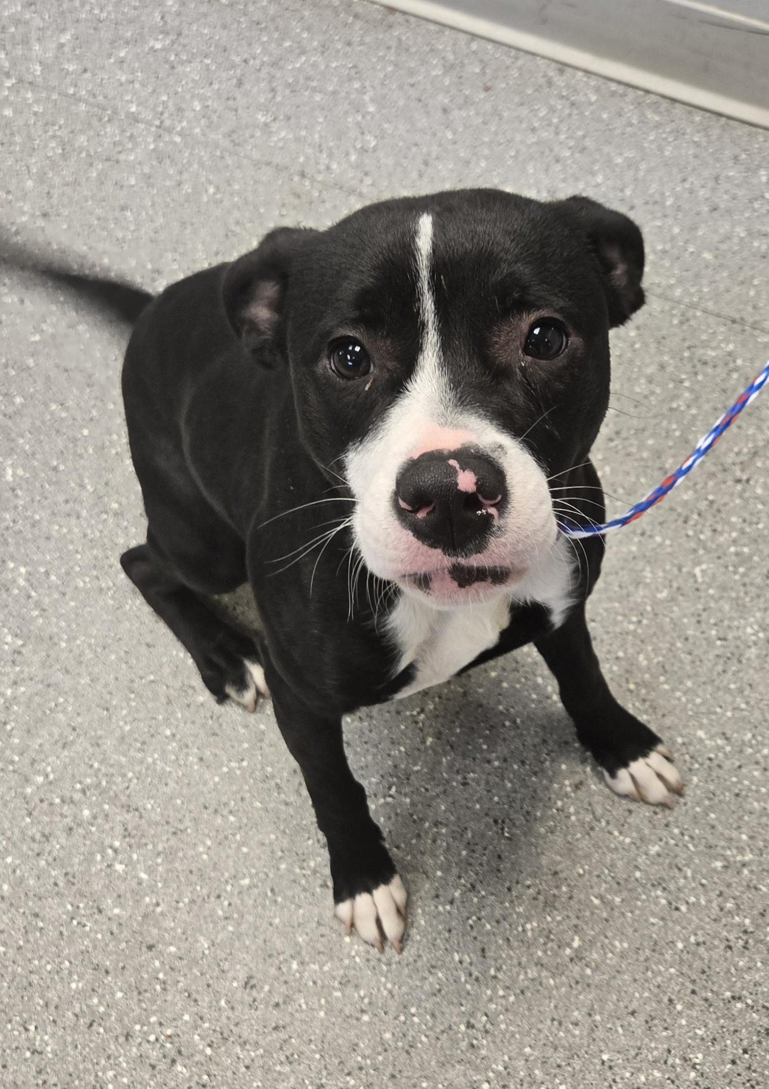 Felix, Adopted, Young Male Pit Bull Terrier.