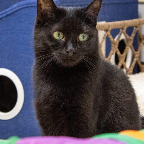 Venus, Adoptable, Young Female Domestic Short Hair.