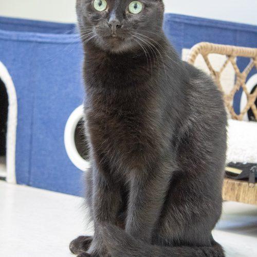 Venus, a Adoptable Domestic Short Hair in Kenosha, WI image 2/3