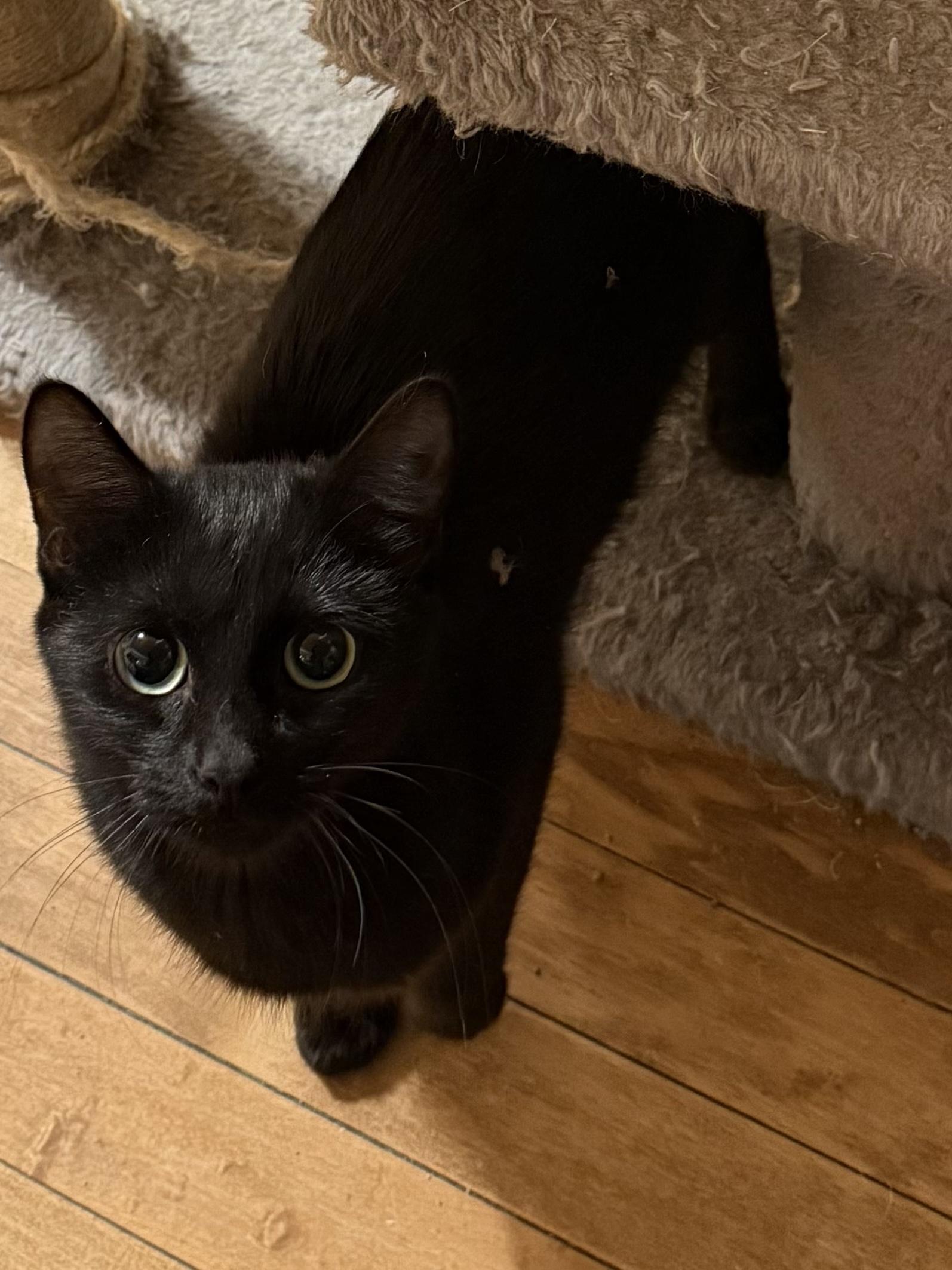 Enlarge Mama Venus, a Adoptable Domestic Short Hair in Kenosha, WI image 1/3