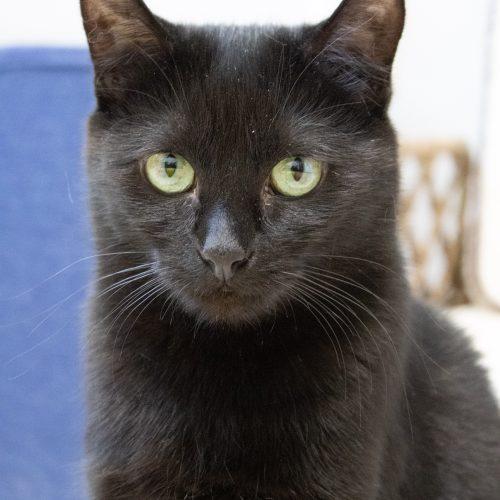 Venus, a Adoptable Domestic Short Hair in Kenosha, WI image 3/3