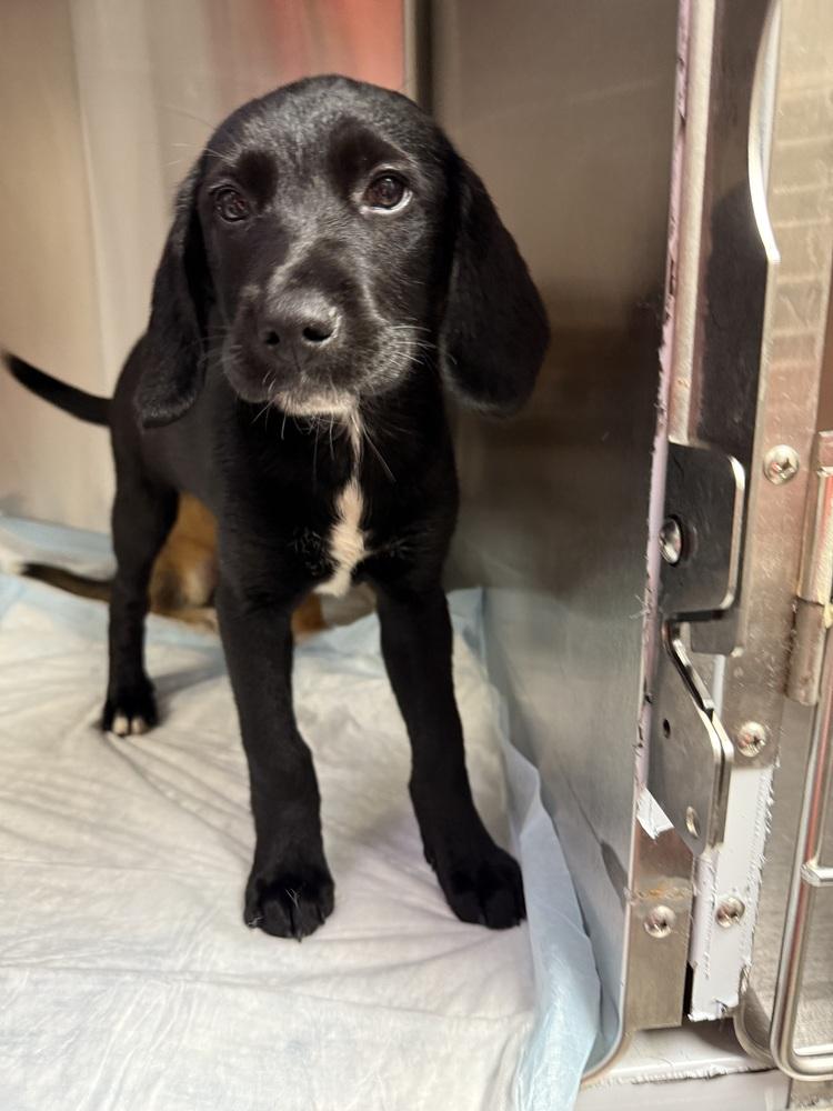 Maverick, Adoptable, Puppy Male Labrador Retriever & Retriever.