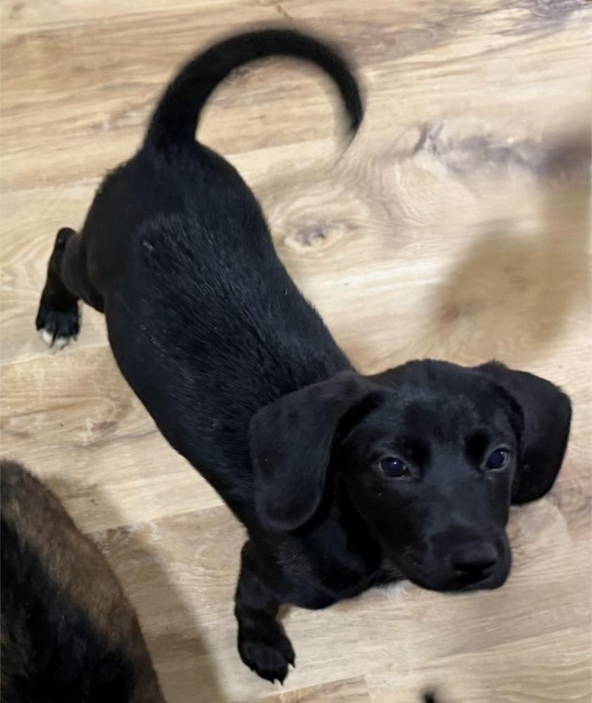 Enlarge Maverick, a Adoptable mixed breed in Cheektowaga, NY image 2/3