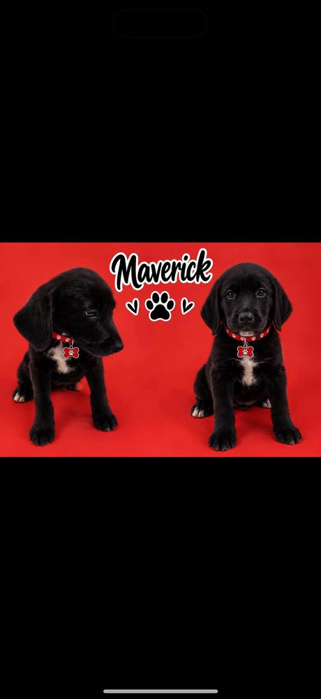 Enlarge Maverick, a Adoptable mixed breed in Cheektowaga, NY image 3/3