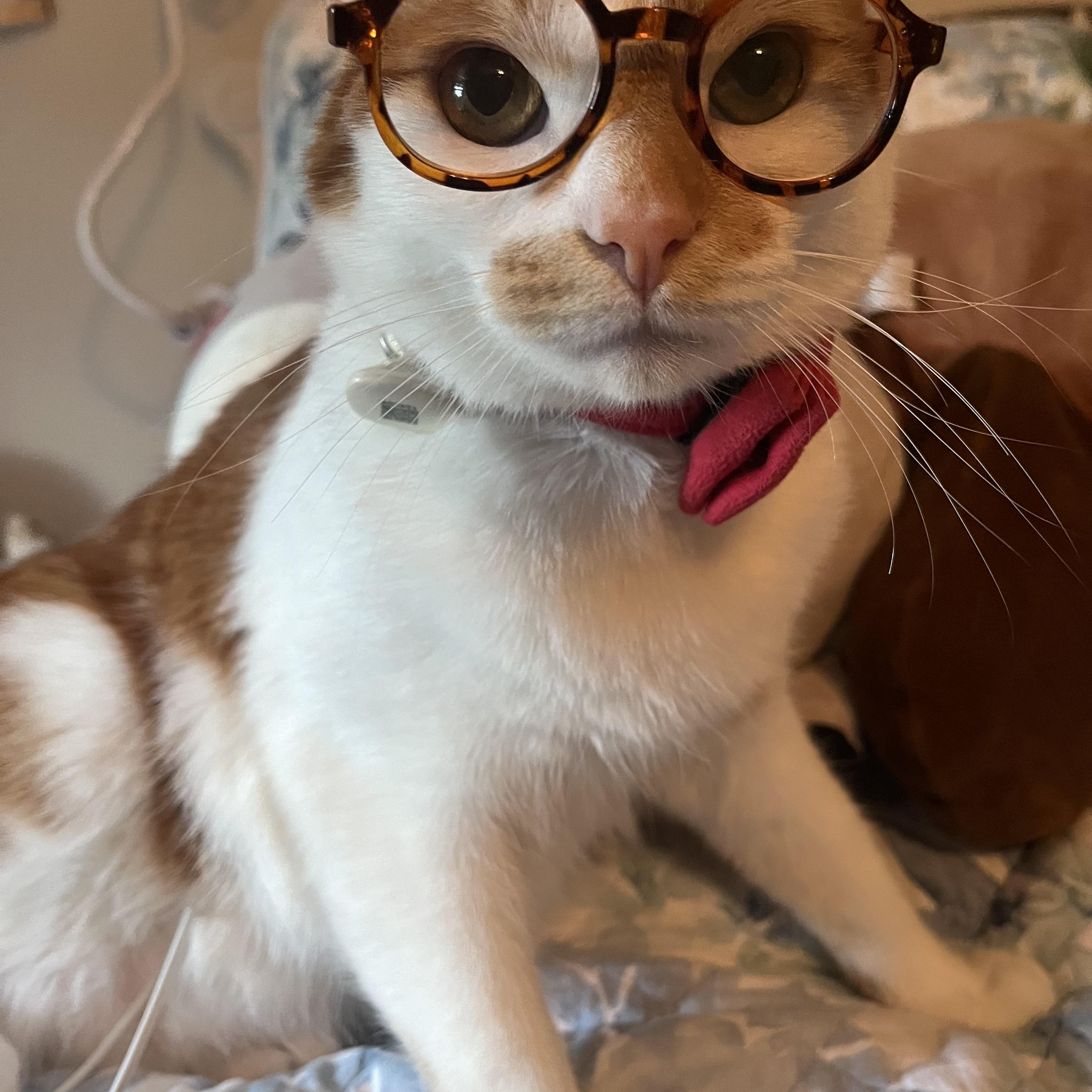 Frank, Adult Male unknown