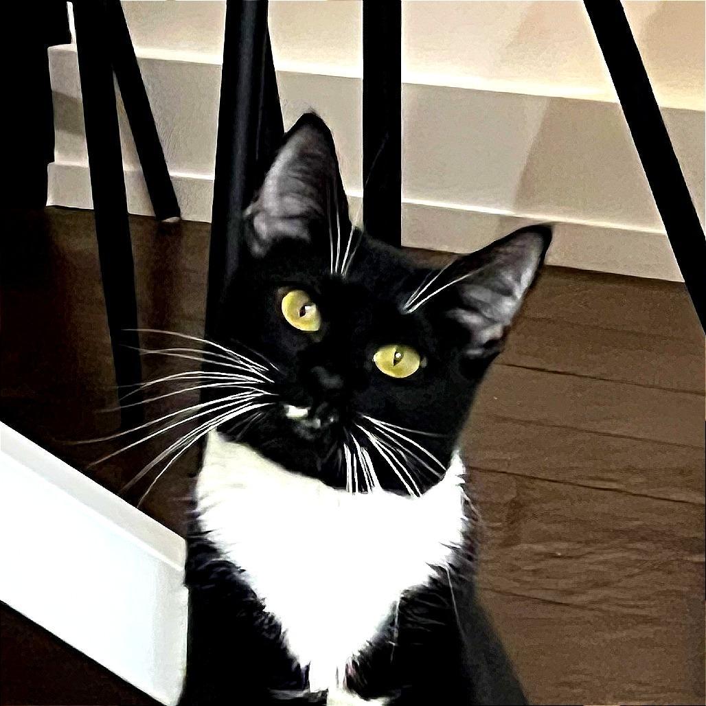 Enlarge Midnight, a Adoptable Domestic Short Hair in Hampton Bays, NY image 1/6