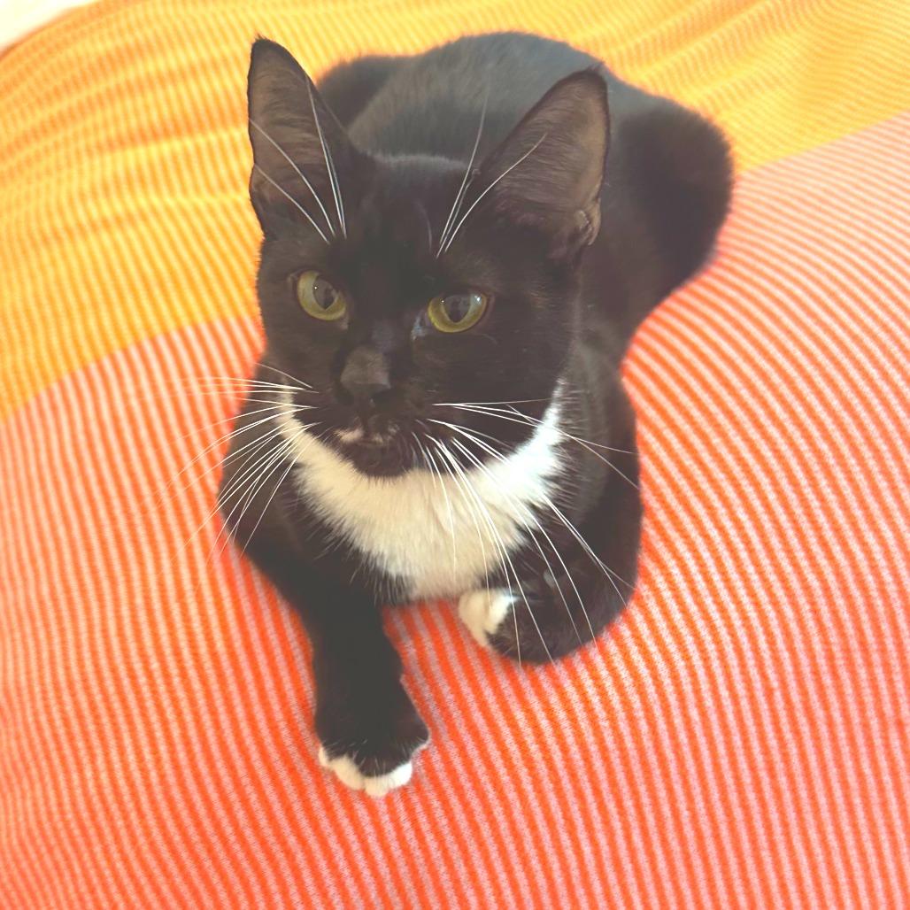 Enlarge Midnight, a Adoptable Domestic Short Hair in Hampton Bays, NY image 2/6