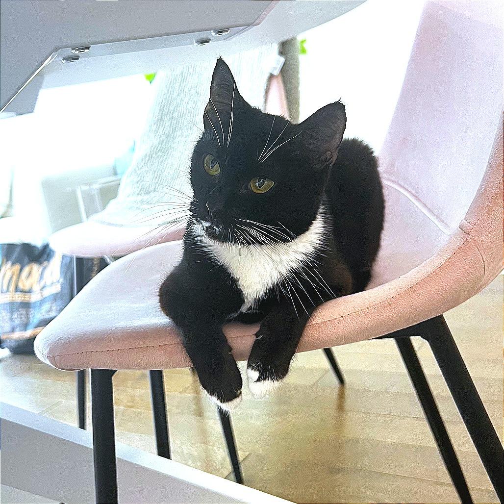 Enlarge Midnight, a Adoptable Domestic Short Hair in Hampton Bays, NY image 3/6