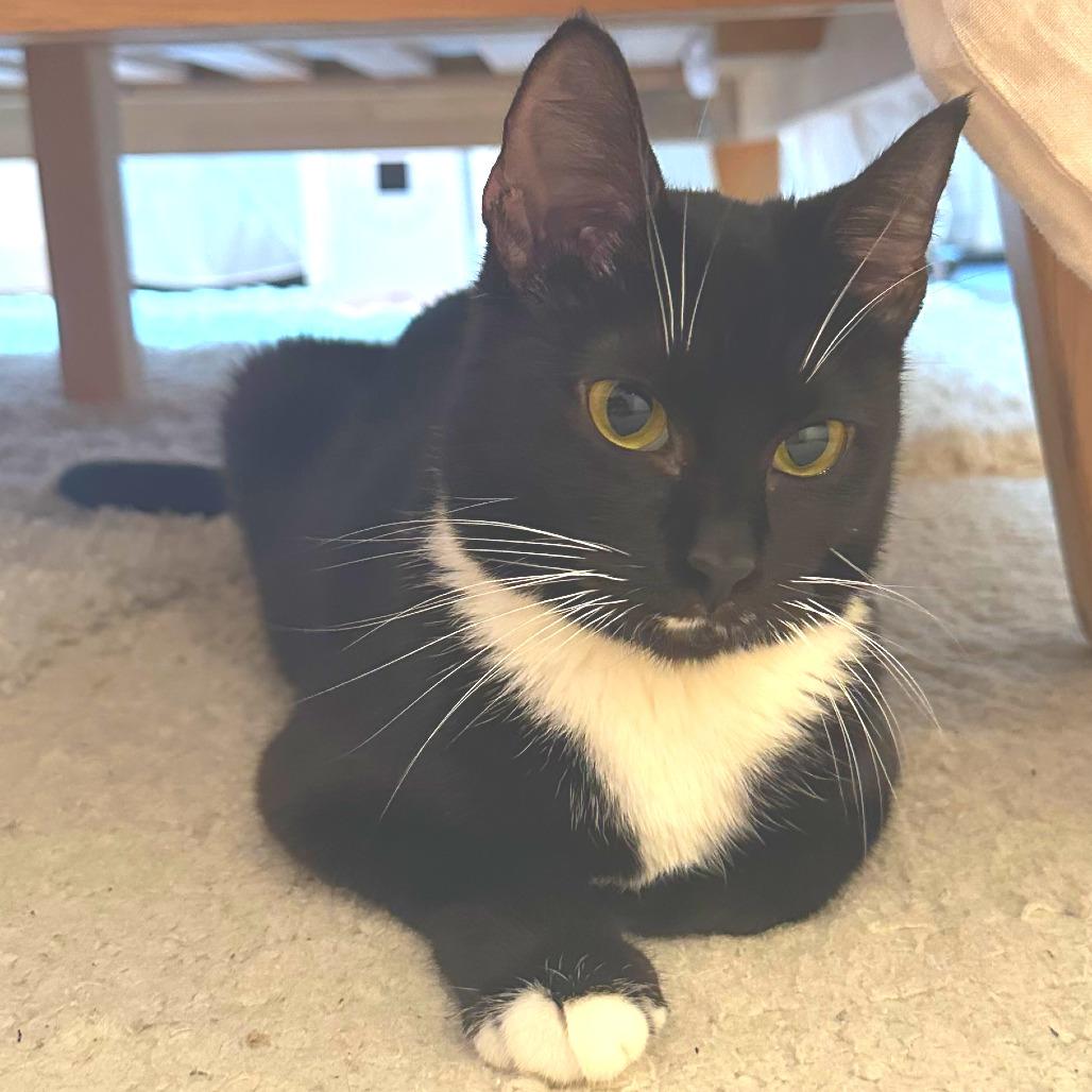 Enlarge Midnight, a Adoptable Domestic Short Hair in Hampton Bays, NY image 4/6