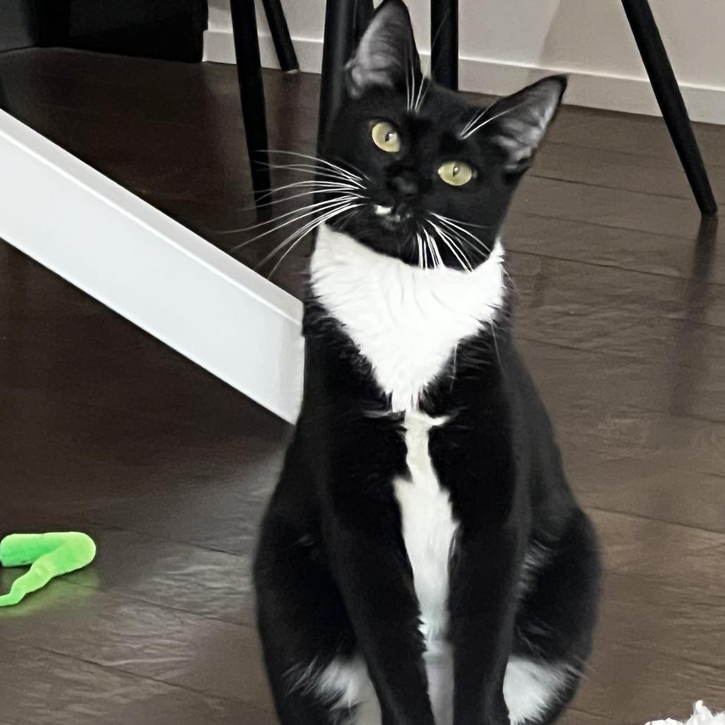 Enlarge Midnight, a Adoptable Domestic Short Hair in Hampton Bays, NY image 5/6