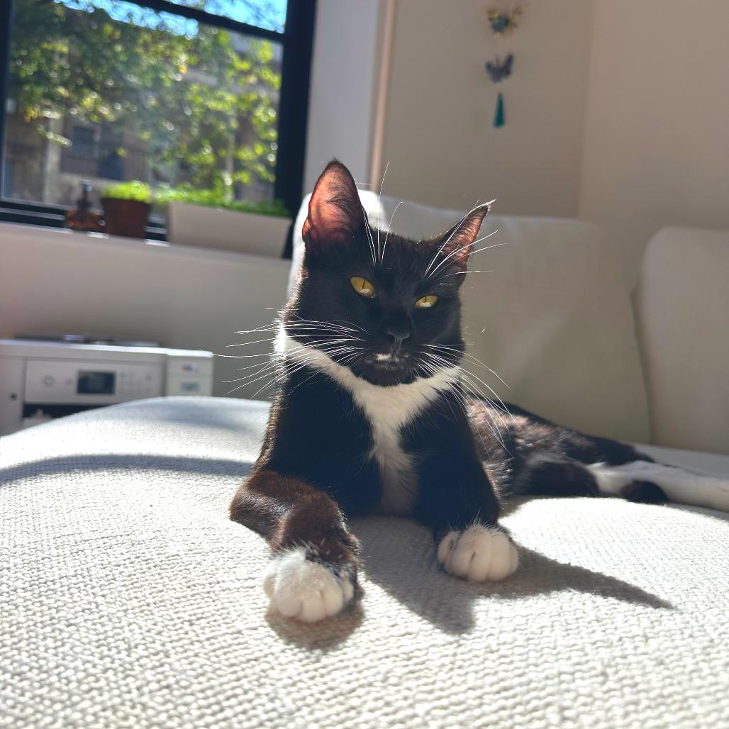 Enlarge Midnight, a Adoptable Domestic Short Hair in Hampton Bays, NY image 6/6